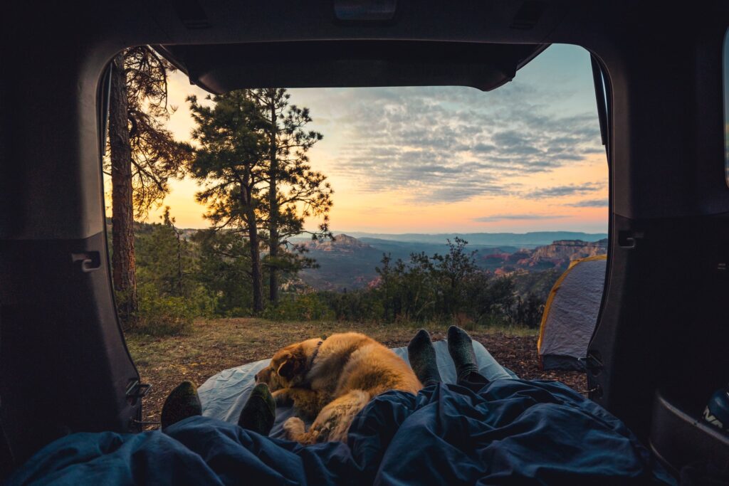 rv travel with dogs 