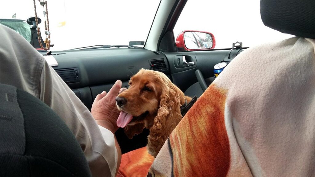 rv travel with dogs 