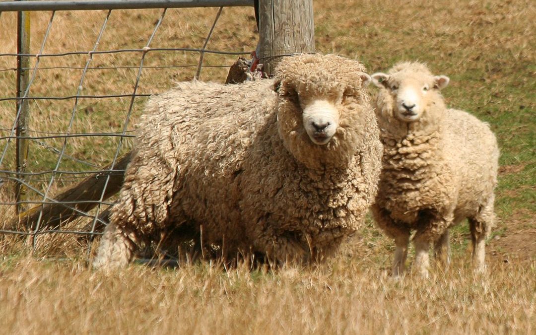 merino wool, merino sheep